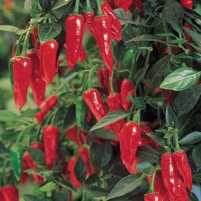 CYBEXIS Fast Germination Hot Pepper Apache Chilli Seeds-300 Seeds Seed