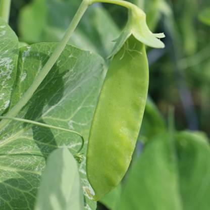 VibeX GUA-66 - Snow Pea - (300 Seeds) Seed