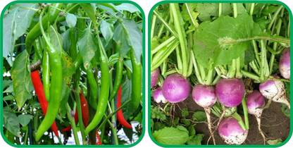 WILLVINE PUSA -XVI Turnip And Chilli[5gm, 1000 Seeds] Seed