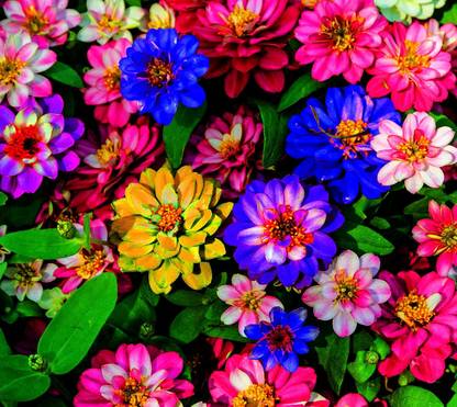 ibains Flowers seeds zinnia Seed