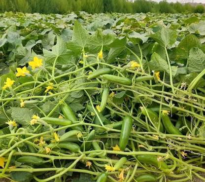 HYBRID 10g cucumber seeds Highest yield variety (first harvesting 30-35 days) testy Seed
