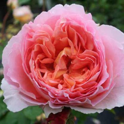 VibeX Abraham Darby Rose Seed