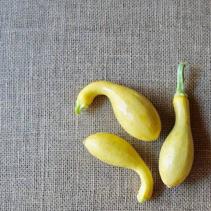 VibeX HUA-99 - Crookneck Yellow Squash - (675 Seeds) Seed