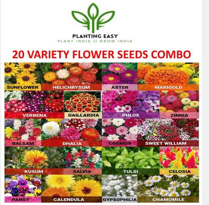 Planting easy SUNFLOWER, Aster, Marigold, Etc Seed
