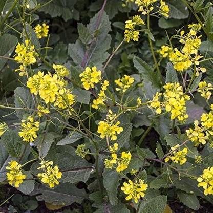VibeX ATS-84 - Wild Mustard (Sinapis arvensis) - (250 Seeds) Seed
