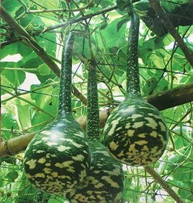 CYBEXIS ATS-50 - Rare Swan Speckled Bottle Gourds - (900 Seeds) Seed