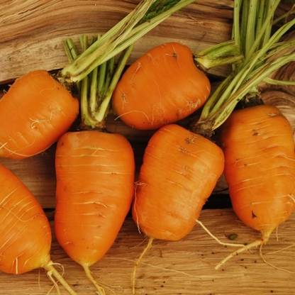 KNESSiN Carrot Oxheart Seed