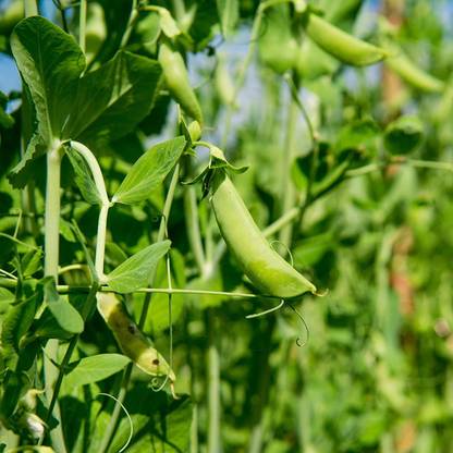 VibeX XLR-57 - Spring Field Peas - (900 Seeds) Seed