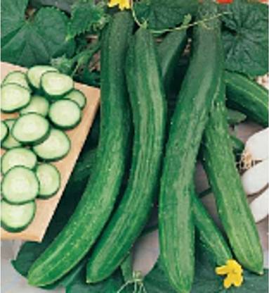 VibeX ® LXI-556 Chinese Slangen Cucumbers Seeds Seed