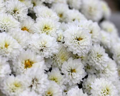 CYBEXIS Chrysanthemum White / Sevanthi Poove White Seeds Seed