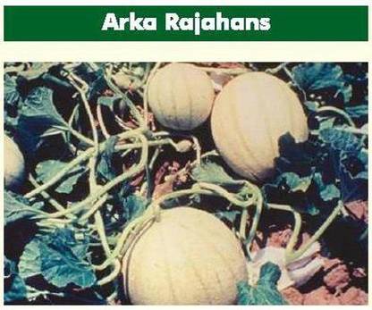 VibeX PUAS-9 - Arka Rajhans Muskmelon - (150 Seeds) Seed