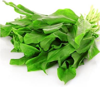 Biosnyg VIQ-51 Arugula (Eruca Sativa)- Seed