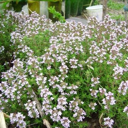 VibeX HUA-65 - Lemon Thyme Thymus Citriodorus - (150 Seeds) Seed