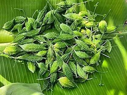 DHENU PRASAD Hybrid bitter gourd (Karela) Seed
