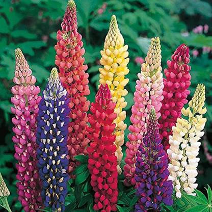 Seedsqlty Lupin flower seeds, high germination (55 seeds) Seed
