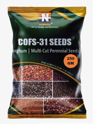 Numinous CoFs-31, Sorghum, Jowar, Multi-cut Perennial, Fodder Grass Seed