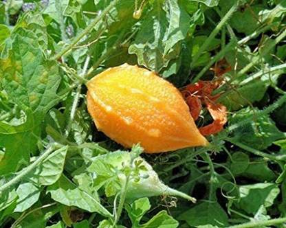 CYBEXIS Bitter Melon Gourd ampalaya Vegetable Seeds400 Seeds Seed