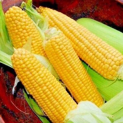 KNESSiN Sweetcorn Earlibird Seed
