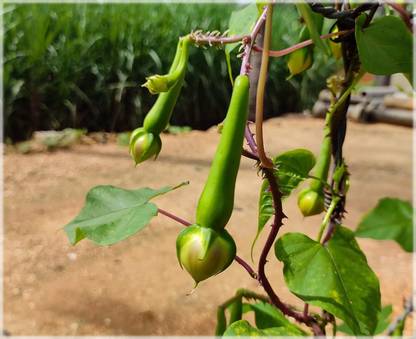 golden hills farm High Yield Green Clove Beans,Ipomoea Muricata,Nithya Vazhuthana,Mookuthi avarai Seed