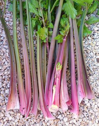 WILLVINE LX-165 Pink Plume Celery Seeds Seed