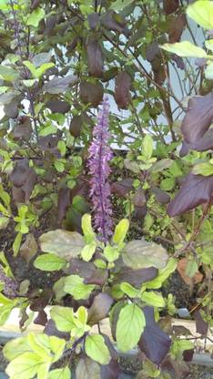 SUNWAN Tulsi Krishna Tulasi - Holy Basil - (Ocimum sanctum) Seed