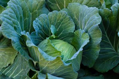 DHENU PRASAD 2253 F1 Hybrid Big Cabbage Seed