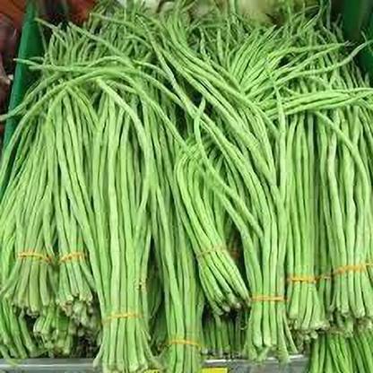 KANAYA Fresh Green Beans Singra Seed