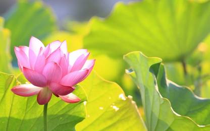 KNESSiN Nelumbo nucifera ‘Empress’ Lotus-{100 Seeds} Seed