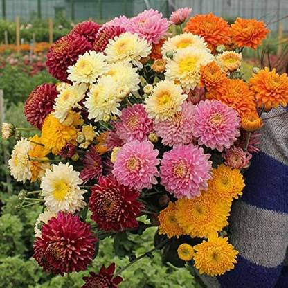 BDSresolve Chrysanthemum flower seeds all colours/Chrysanthemum seeds 50 Seed