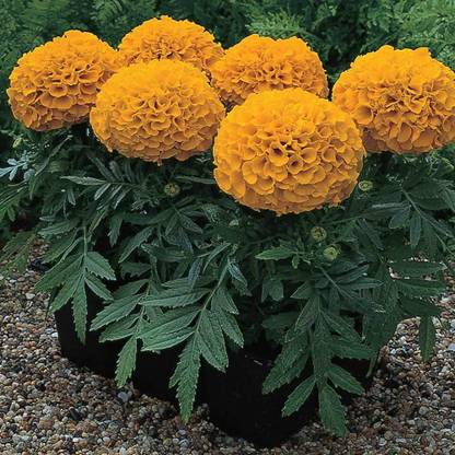 BDSresolve Marigold flower seeds combo (Jafri marigold seeds) PACK OF 127 Seed