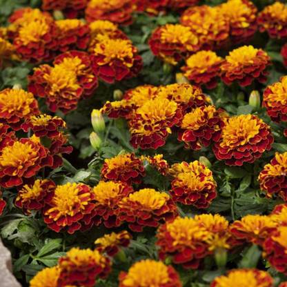 VibeX ® VXI-232 French Marigold Hot Pak Harmony Seed