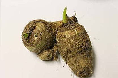 Aywal Taro Root,Kachu Seed