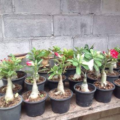 CYBEXIS GUA-83 - Desert Rose Thailand Adenium Obesum - (315 Seeds) Seed