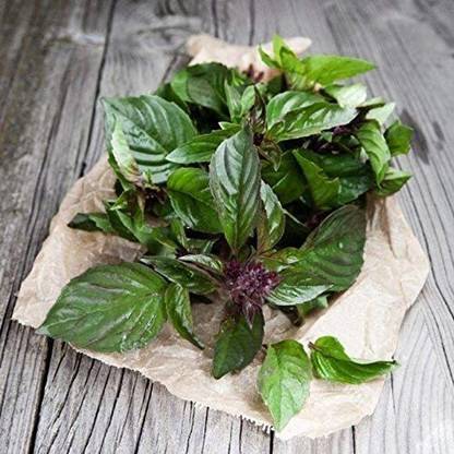 VibeX HUA-99 - Thai Holy Basil - (1500 Seeds) Seed