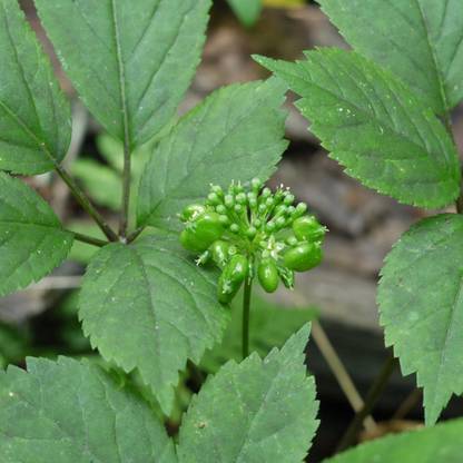 KNESSiN American Ginseng (Panax quinquefolius) FROZEN CAPSULES-{800 Seeds} Seed