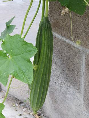 CHILLATAI Dodka | Gilki | Ridge Gourd Seeds | Janhi Seed