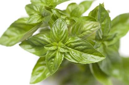 VibeX VVI-55 - Genovese Basil - (4500 Seeds) Seed