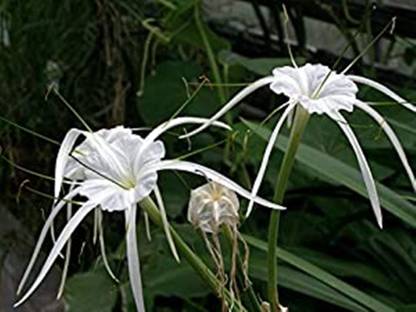 Kapebonavista Hymenocallis littoralis Beach Spider Lily Plant Seed