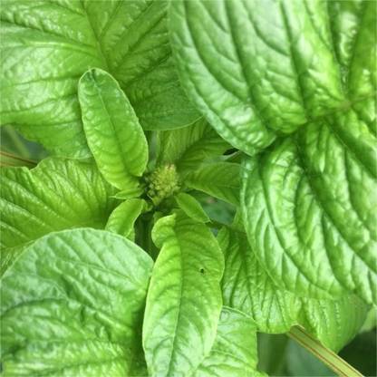 URRO Seeds Amaranthus Viridis Green Amaranth Big Leaf Seed