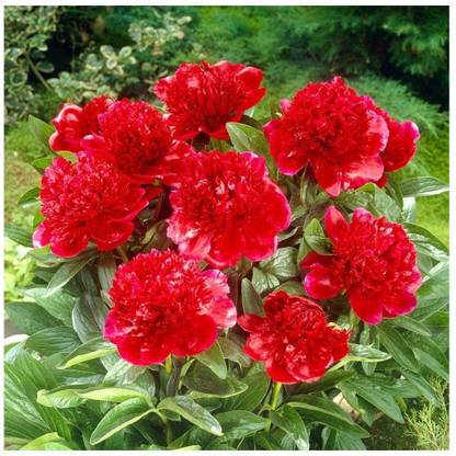 Lorvox Rose Balsam Flower Seed