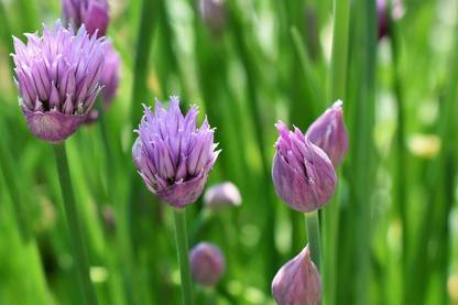 KNESSiN Chive Seed