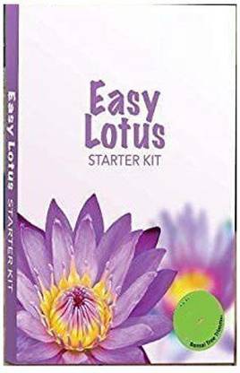 VibeX XL-97 - Water Lily Flower Plant - (30 Seeds) Seed