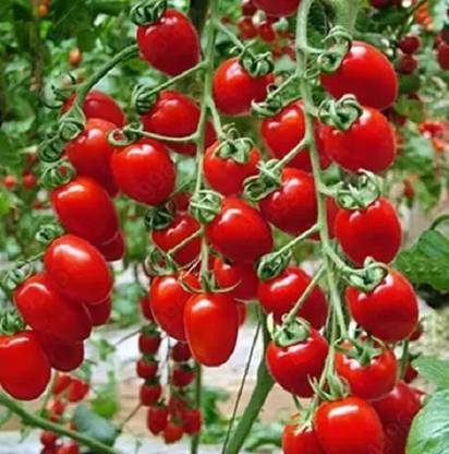 DHENU PRASAD 1921 F1 Hybrid Oval Long Tomato Seed
