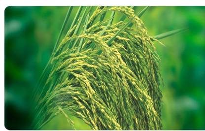HYBRID 6KG paddy seeds Highest yield variety, Best quality Seed