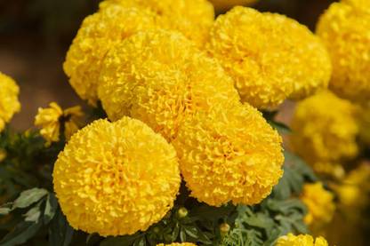 Nema marigold,gende ka phool seeds Seed