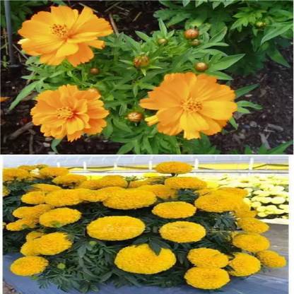Shree Shyam cosmos+zinnia flower seed Seed