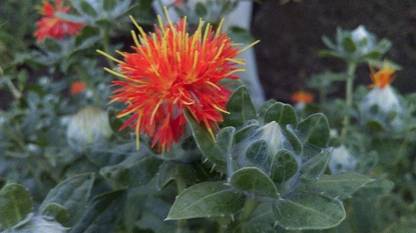 Bula Plant House 10pcs American Saffron Flower Seeds Orange Saffron Flower Garden Decor Plants Seed