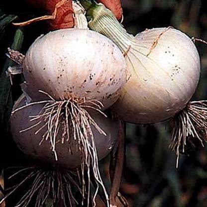 Aywal Whie Onion Hybrid Vegetable Seed