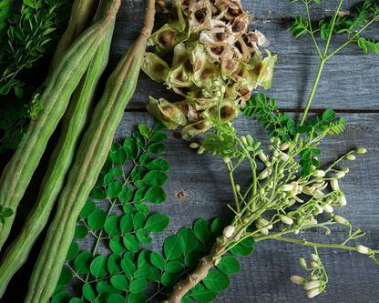VibeX LX-13 - Moringa Tree (Moringa oleifera) - (450 Seeds) Seed