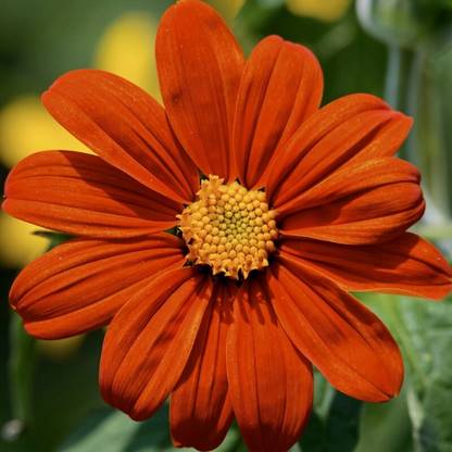 madrid TITHONIA GOLDFINGER Seed